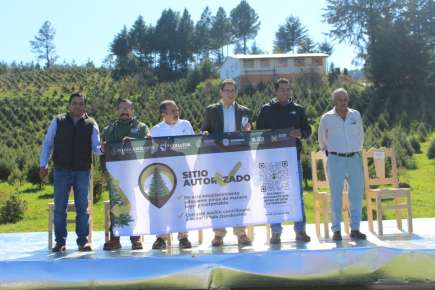 Adquisición de pinos de manera legal y sustentable; realizan primer corte en Las Vigas   