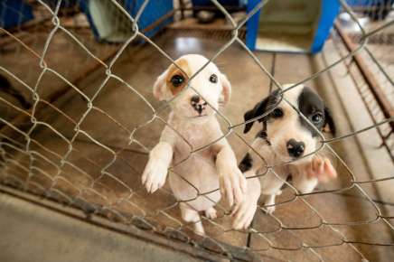 Invita Ayuntamiento a participación ciudadana en “Feria de Bienestar Animal” con pasarela de adopción
