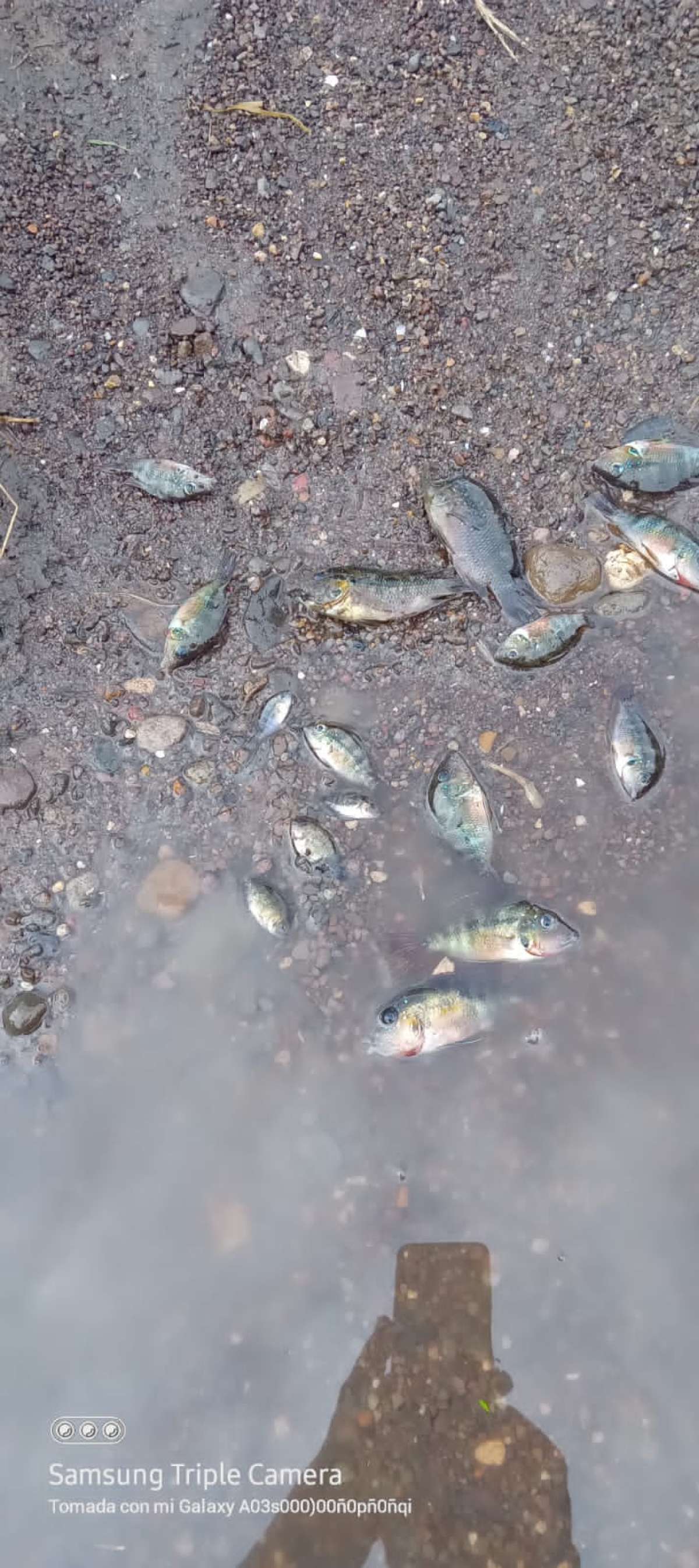 Alcoholera Zapopan contamina gravemente al Río Atoyac, vierte    vinazas directamente al caudal sin el tratamiento adecuado 