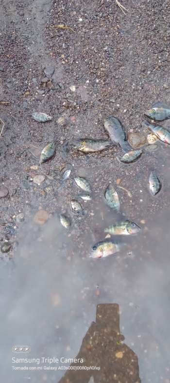 Alcoholera Zapopan contamina gravemente al Río Atoyac, vierte    vinazas directamente al caudal sin el tratamiento adecuado 