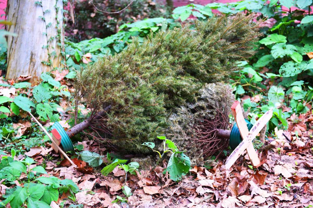 Invita Ayuntamiento a sumarse a la campaña Recicla tu Navidad