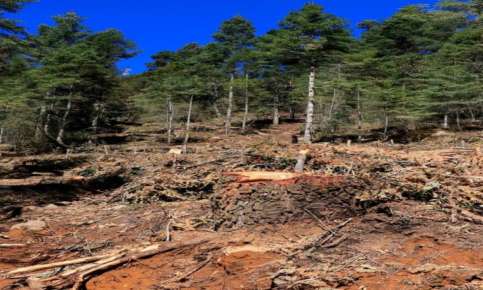 Semarnat respalda tala indiscriminada en el Cofre de Perote, denuncian vecinos de Xico