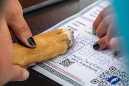 Convocan a niñas y niños a registrar a sus mascotas