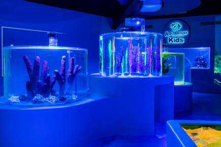 El Aquarium de Veracruz trabaja de forma responsable y profesional en el manejo de especies marinas: Sergio Rodríguez Cortés
