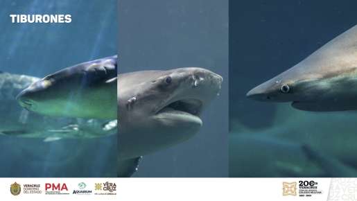 Aquarium de Veracruz tendrá más de 44 nuevas especies; mantiene esquemas de conservación e intercambio