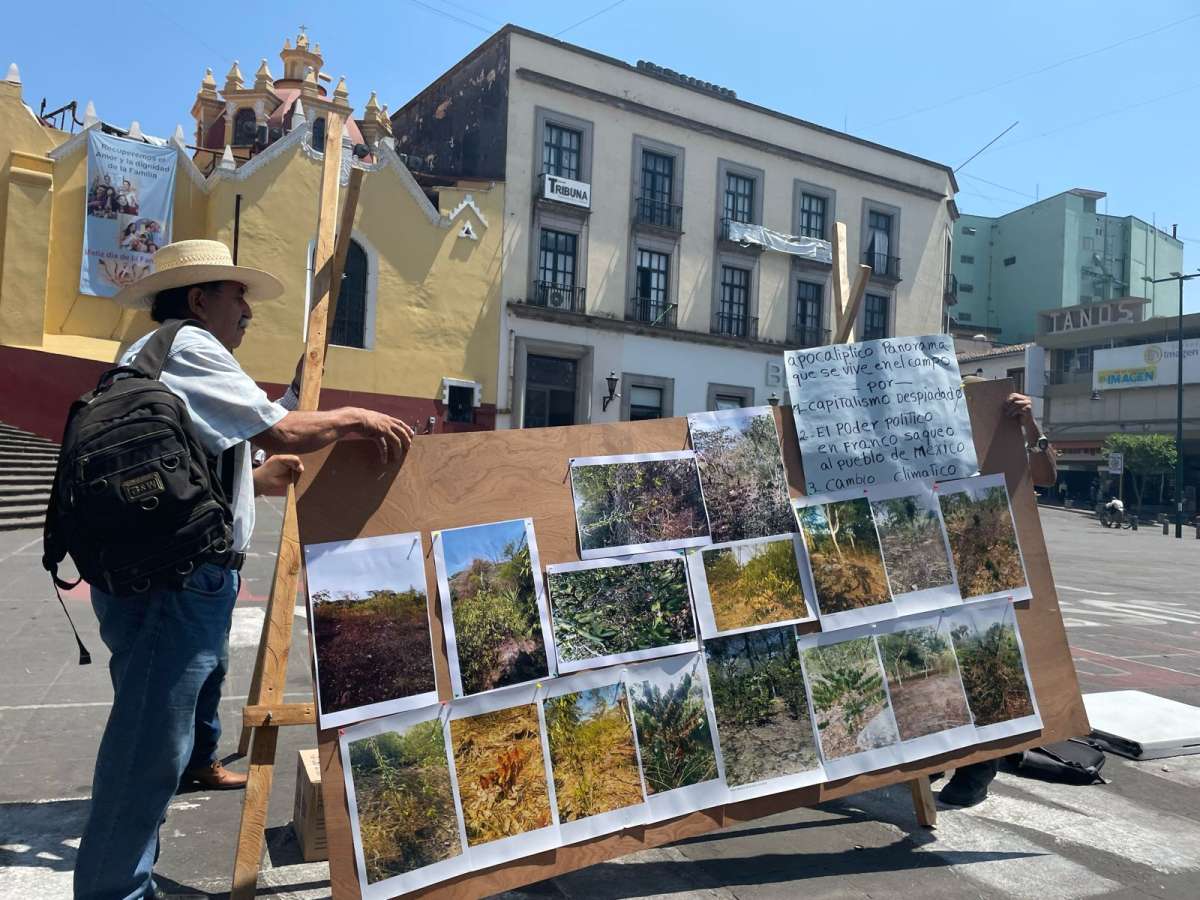 Prolongada sequía pone en riesgo producción de café en Veracruz, se resienten pérdidas en un 50%  