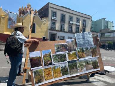 Prolongada sequía pone en riesgo producción de café en Veracruz, se resienten pérdidas en un 50%  