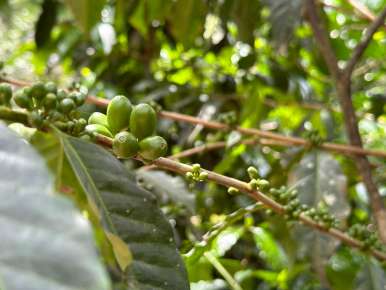 Veracruz, líder en producción de café orgánico