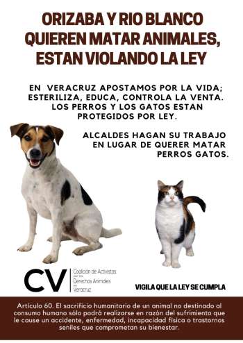 Ayuntamientos de Orizaba y Río Blanco publican reglamentos que autorizan matanza de perros y gatos  