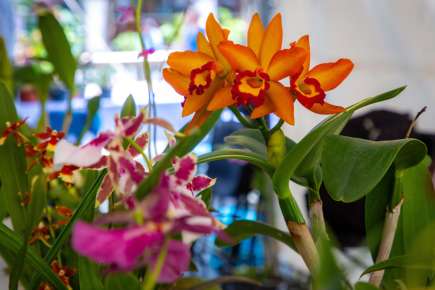 Con más de 40 expositores inauguran “Expo Flores de Verano\"