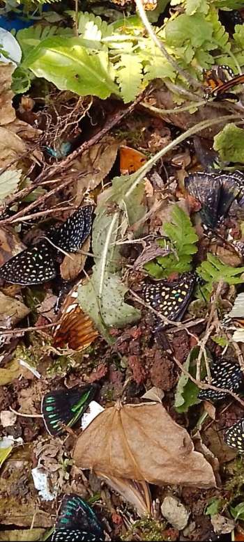 Acto de vandalismo sufre mariposario del Jardín Botánico de Xalapa