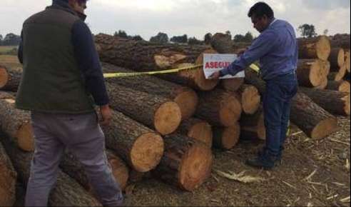 Implementa Profepa 28 filtros de revisión de transporte de materias primas forestales en 16 entidades