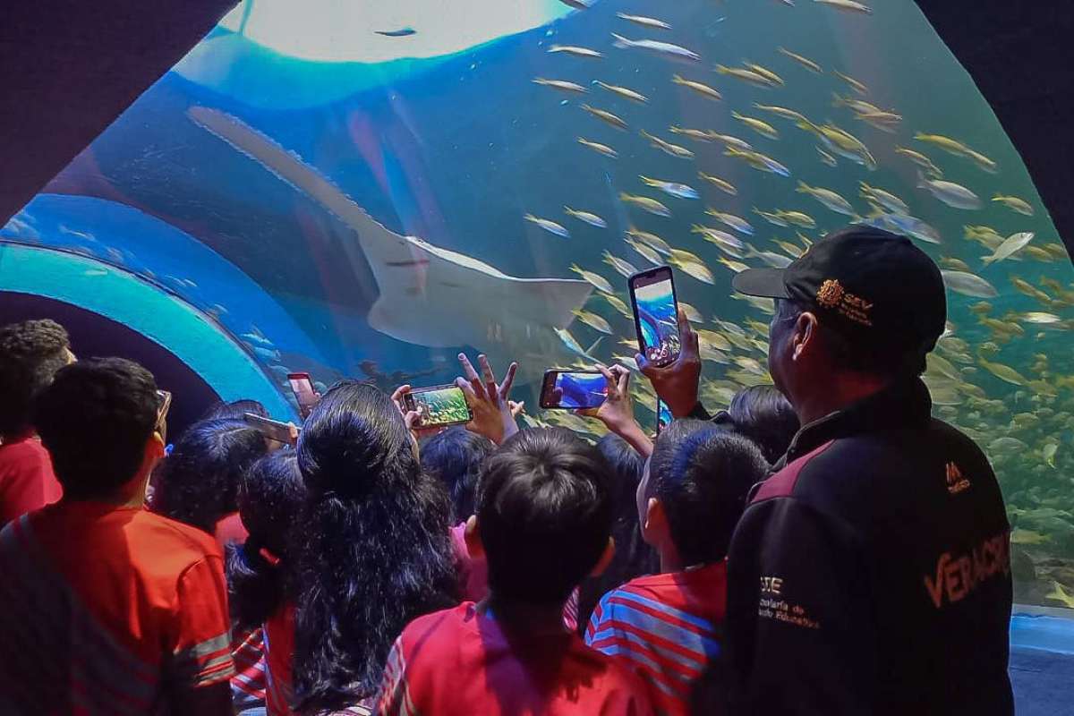 Regresan los Martes Gratis al Aquarium del Puerto de Veracruz   