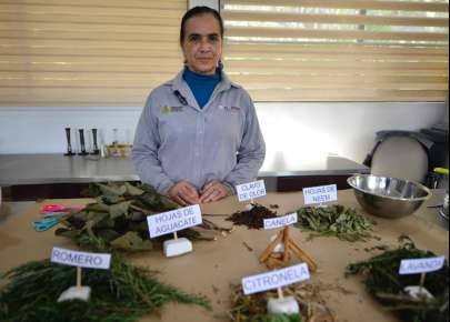 Repelente herbolario, alternativa ecológica para prevenir el dengue