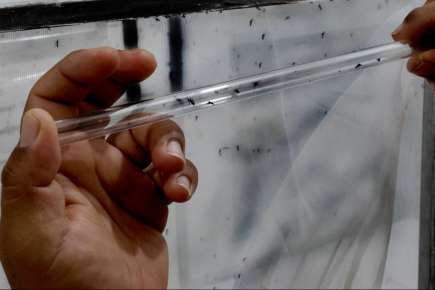 Gobierno de Estado intensifica medidas contra el mosquito trasmisor del dengue