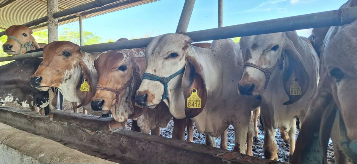 Sedarpa exhorta a ganaderos a evitar el uso de pollinaza para prevenir intoxicaciones