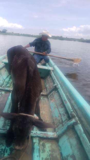 Arriesgando su vida, pequeños productores de ganado salvan sus becerros y vacas por las inundaciones en el Ejido Paciencia y Aguacate en Pueblo Viejo