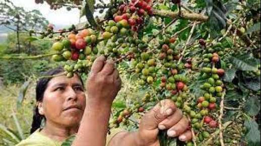 Secretaría de Economía se presta para detener la aprobación de la Ley del Café por parte de la Cámara de Diputados