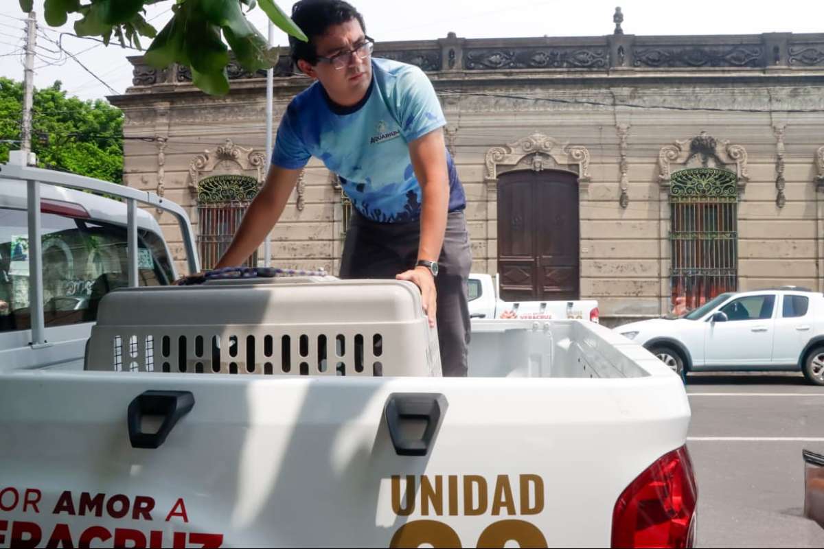 PMA garantiza atención veterinaria y adopciones responsables de animales en refugios