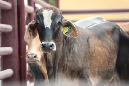 SADER y SEDARPA inauguran Punto de Verificación ganadera   
