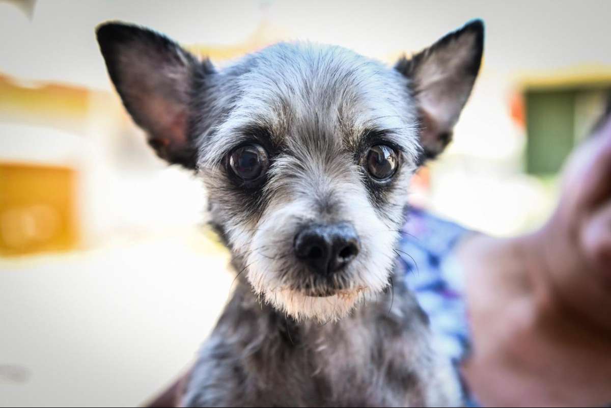 Impulsa Ayuntamiento de Xalapa el bienestar animal