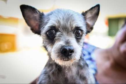 Impulsa Ayuntamiento de Xalapa el bienestar animal