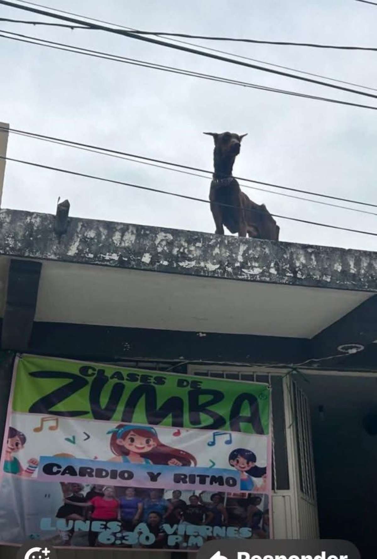 Presidente de Coatepec no permitirá ningún acto de maltrato animal