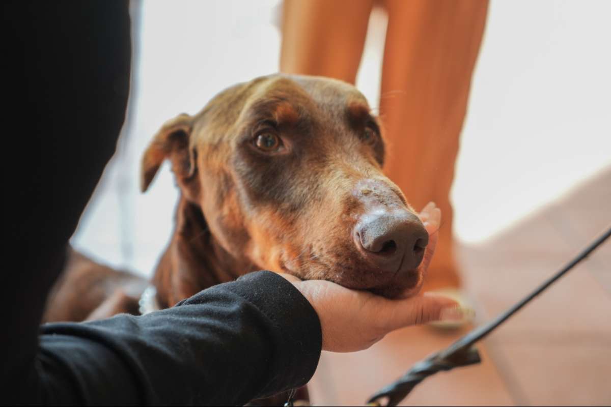 Coatepec actúa con firmeza: rescatan a canino víctima de maltrato y reafirman política de cero tolerancia   