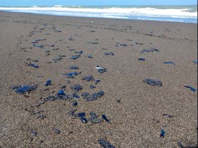 Ayuntamiento de Nautla suspende teporalmente actividades recreativas y pesqueras por presencia de hidrocarburo en playas