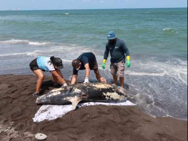 Hemorragia por lesión traumática, causa de muerte de delfín en Alvarado: PMA