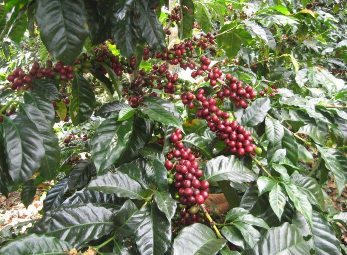 Necesario que el Senado apruebe Ley de Desarrollo Rural Sustentable y del Café, para rescatar el aromático